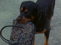 Click to watch 'Love Me, Love My Dog' (popup) The Flying Nun